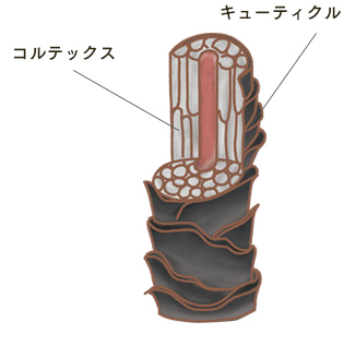 キューティクルとコルテックス