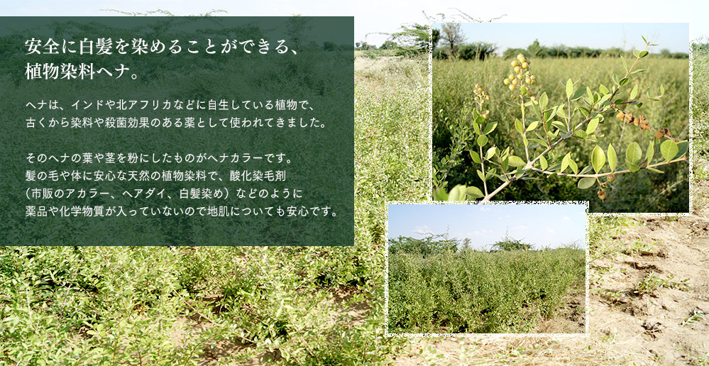 安全に白髪を染めることができる、植物染料ヘナ。