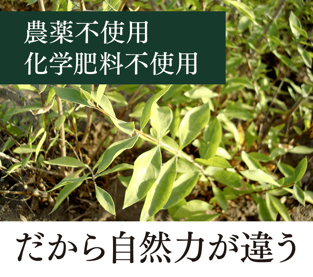 農薬不使用　化学肥料不使用　だから自然力が違う